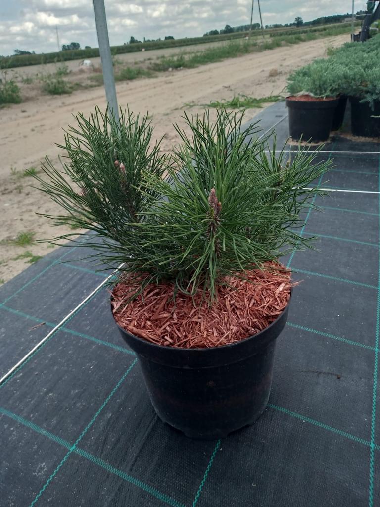 Сосна горная Мугус